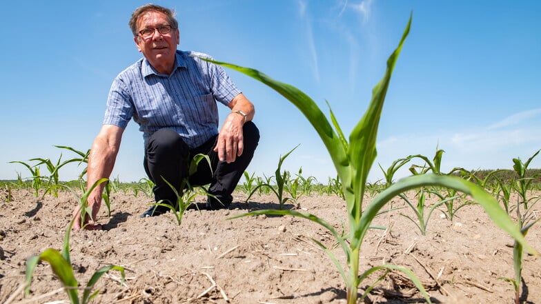 Zu trocken: Manfred Engelmann, Geschäftsführer der Agrargenossenschaft Skäßchen, ist im wahrsten Sinne des Wortes am Boden. In diesem Jahr hat sich der Mais überhaupt nicht entwickelt.