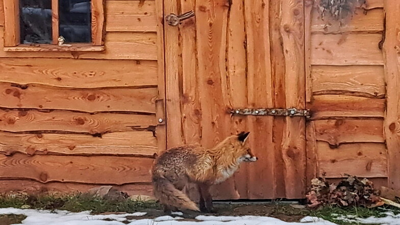 Reineke Fuchs am Mittwochnachmittag mitten in Oderwitz. Das Tier kommt fast jeden Tag auf einen Besuch in unseren Garten.