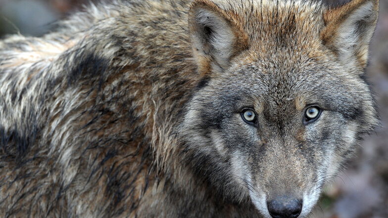 Werden Wölfe nun auch im Osterzgebirge sesshaft?