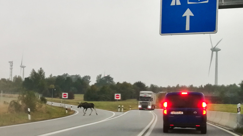 Eine Elchkuh läuft über die Zufahrt zur Autobahn A4.