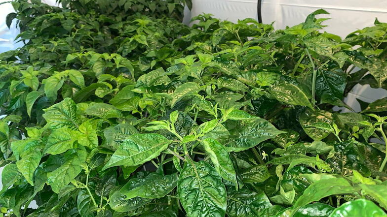 Die ersten Testpflanzen aus Samen für den medizinischen Cannabis-Forschungsanbau im ehemaligen Schlachthof Naunhof.