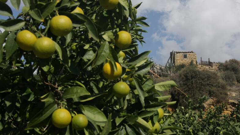 Sizilien ist das Land, wo die Zitronen blühen.