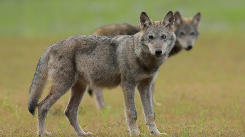 Bei 23 Fällen, in denen im Landkreis Bautzen in diesem Jahr Nutztiere gerissen wurden, ist der Wolf als Verursacher festgestellt worden.