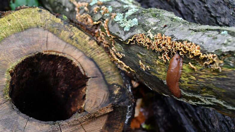 Totholz bietet vielen Insekten im Großen Garten einen Lebensraum - teils über viele Jahre.