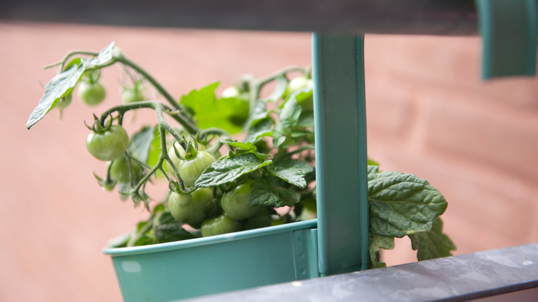 Tomaten sind sehr wärmeliebend. Damit die Früchte im Topf auch reifen, sollten sie auf einem sonnigen Balkon wachsen.