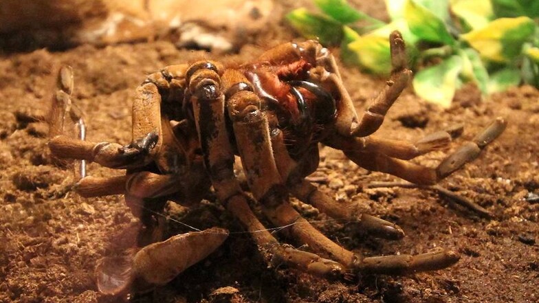 Diese Spinne heißt Theraphoasa Strimi. Sie kommt im tropischen Südamerika in Guyana und Surinam vor und ernährt sich von Nacktmäusen, Nacktratten, großen Heuschrecken, Schaben, Grillen und Heimchen.