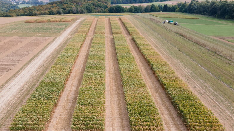 Mais wächst auf einem Versuchsfeld des Sächsischen Landesamt für Umwelt, Landwirtschaft und Geologie