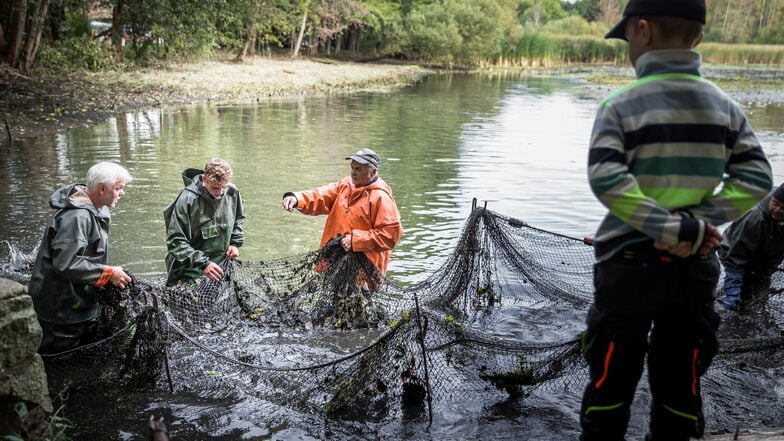 Beim Abfischen - hier ein Foto aus Rietschen - sind Zuschauer bei vielen Teichwirtschaften willkommen.