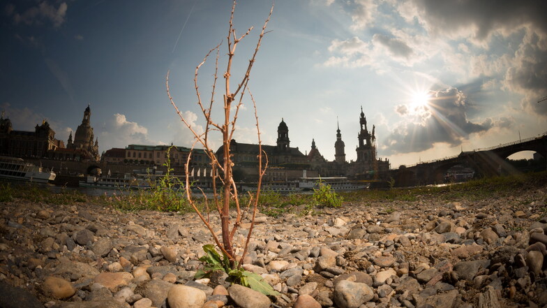 Heißer, trockner, sonniger: Die Folgen des Klimawandels haben die Umwelt in Dresden 2022 nachhaltig geschädigt.