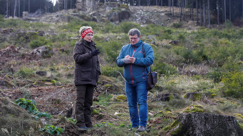Angela Bültemeier, die Leiterin des städtischen Forstbetriebes der Stadt Zittau, spricht auf dem Heideberg im Zittauer Gebirge mit SZ-Redakteur Holger Gutte über das Problem mit den Kahlschlagflächen, wie hier bei Lückendorf.