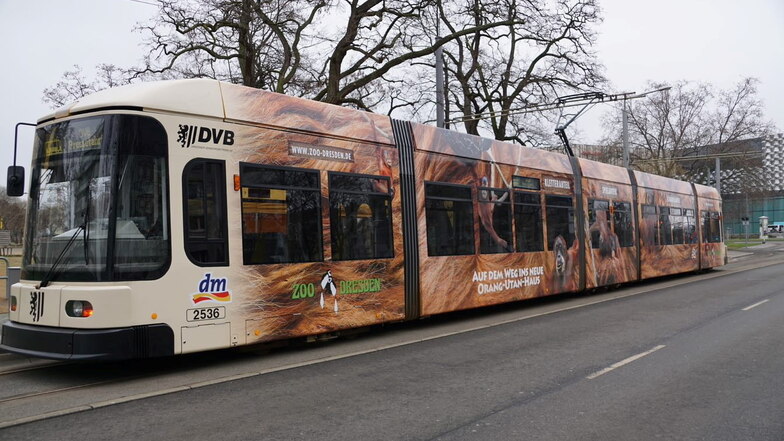 Neues Design: Fünf Orang-Utans für die Dresdner Zoo-Straßenbahn