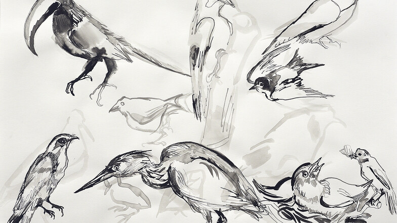 Sylvia Pásztor, Serie Senckenberger Vogel, Tusche auf Papier, 2023, 50 x 70 cm
