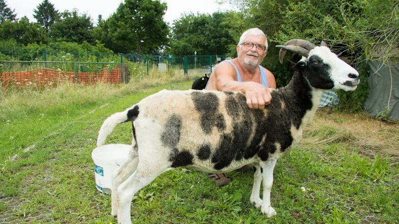 "Mücke" ist das älteste Schaf von Gisbert Taubert. Die Zehnjährige bringt Ruhe in die Herde des Hobbyzüchters. Die Jakobsschafe grasen am Altfrankener Regenrückhaltebecken an der Otto-Harzer-Straße.