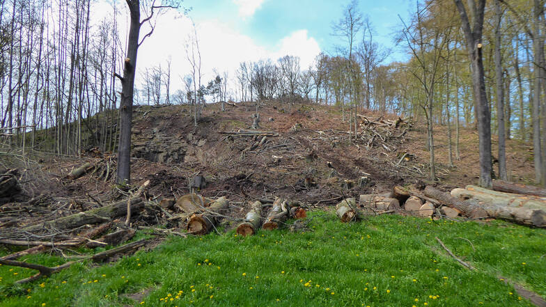 Nach Ansicht des Naturschutzbunds in Sachsen sind diese Bäume im Zschopautal illegal gefällt worden.