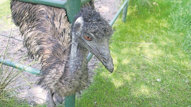 Neugierig reckt der Emu seinen langen Hals durchs Geländer. Wenn er Gelegenheit hat, stibitzt er auch gerne mal was aus offenen Taschen der Besucher. Nicht nur er wartet im Tierpark Weißwasser sehnsüchtig auf Publikum.