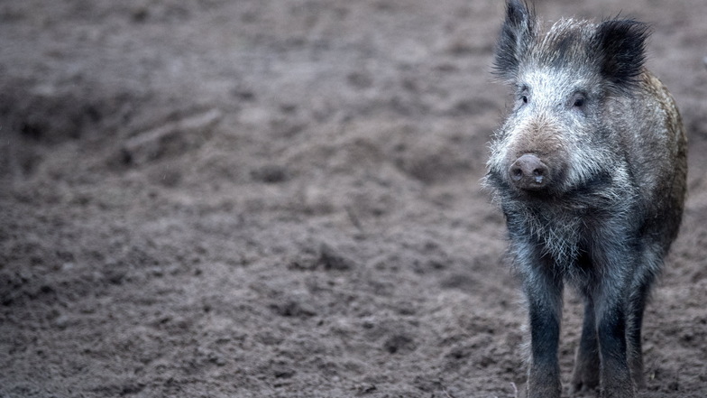 Wildschwein-Wilderer bei Glashütte auf frischer Tat ertappt