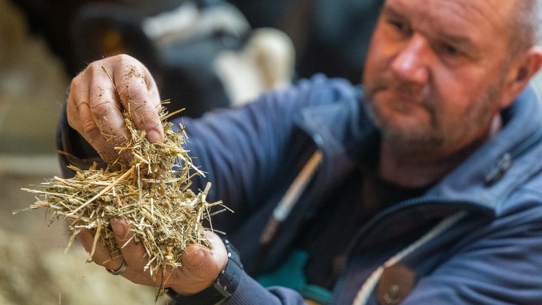 Sachsens Bauern sorgen sich um Tier-Futter im Winter