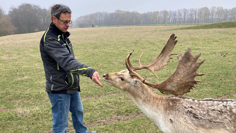 Ralf Nahrstedt mit einem seiner Hirsche der Damwildherde in Krappe.