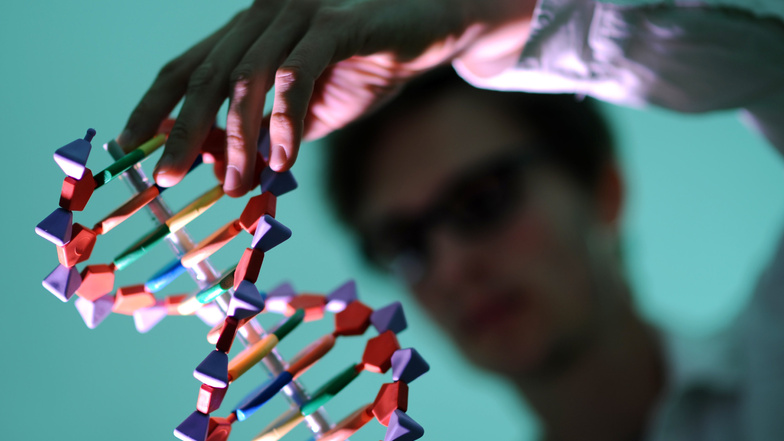 Wenn ein Gen in unserer DNA defekt ist, können Kranknheiten entstehen. Dresdner Studenten können den Fehler finden – mit einem Papierstreifen. Foto: dpa/Angelika Warmuth