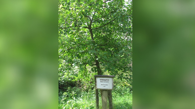 Der Wildapfel (Baum des Jahres 2013) ist äußerst selten und botanisch wichtig.