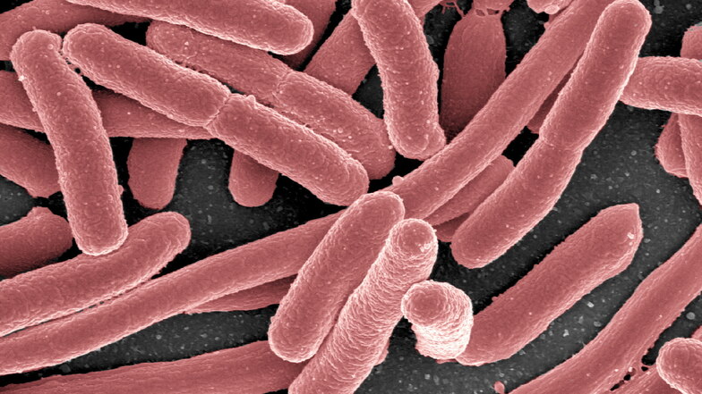 Das Bakterium Escherichia coli ist im menschlichen und tierischen Magen-Darm-Trakt zu finden. Es hat keinen guten Ruf. Einige Stämme des Bakteriums können Durchfallerkrankungen verursachen.
