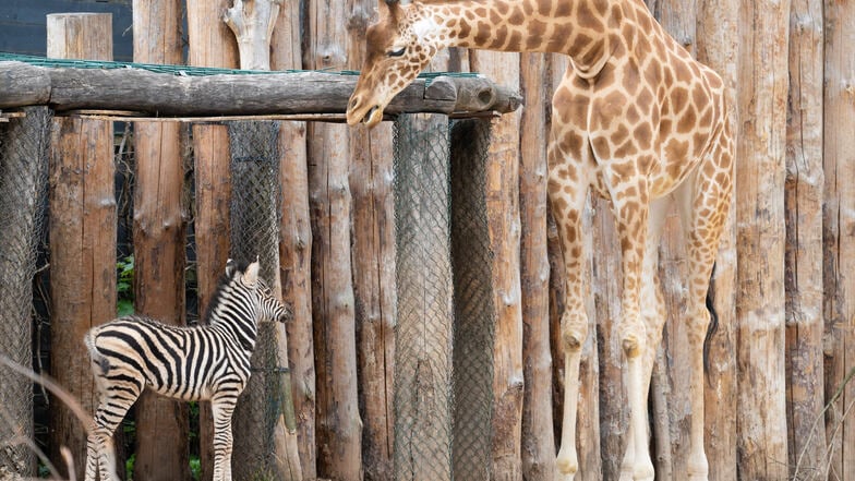 Wie die Tiere im Dresdner Zoo die Corona-Krise erleben