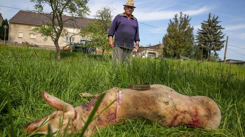 Walter Baumgart aus Möhrsdorf vor einem seiner getöteten Schafe. Er findet es schrecklich, dass der Wolf seine Tiere mitten im Ort angegriffen hat.