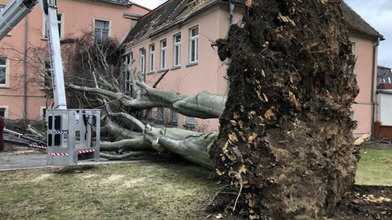 Landkreis Bautzen: Sturmtief Nadia reißt Bäume um