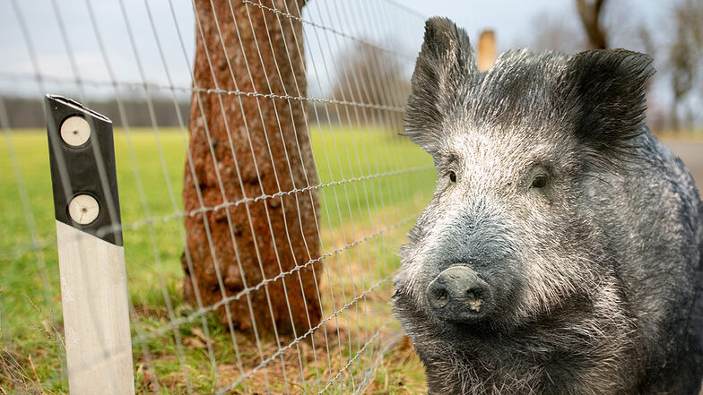 Trotz Zaun: Bei einem Wildschwein bei Görlitz wurde jetzt die Schweinepest wieder nachgewiesen.