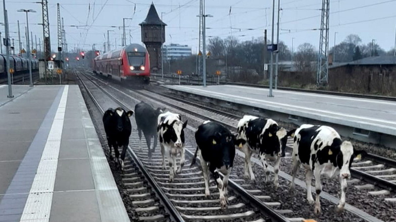 Insgesamt acht Kühe mussten am Sonntagmorgen auf dem Bahnhof Ruhland eingefangen werden.