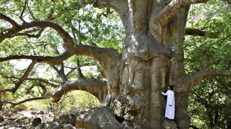 Mächtig gewaltig: Affenbrotbäume sind jenseits von Afrika eine Rarität. Und solche Riesen wie im Wadi Hinna sowieso.