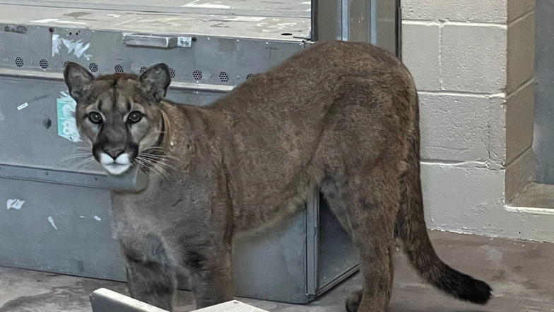 Der schließlich eingefangene Puma in der Tierklinik des Zoos von Oakland.