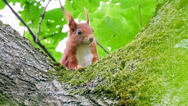 Eichhörnchenbrücke soll viele Tierleben retten