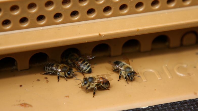 Die Bienen der Grundschule Graupa: 35.000 Tierchen sollen es momentan sein pro Volk.
