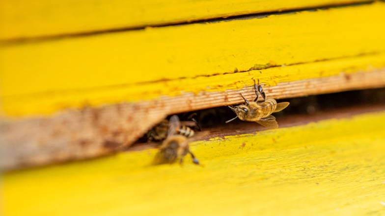 Die Bienen am Eingang eines Bienenstockes bei Neustadt sammeln auch im Spätherbst noch Nektar auf den Blühwiesen. Eigentlich müssten sie Winterruhe halten.