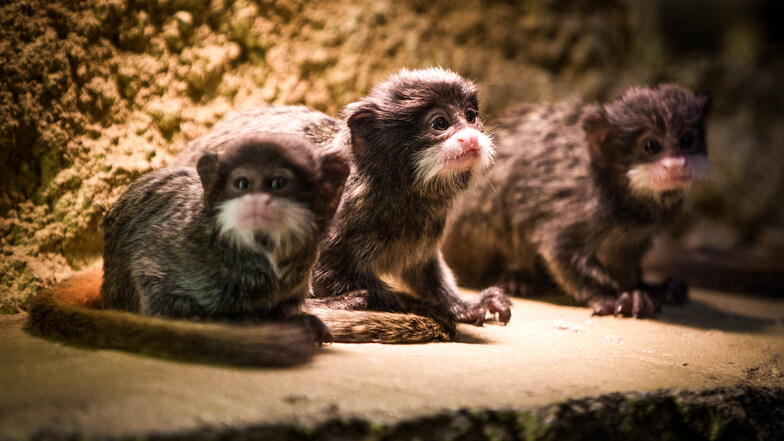Zoo Dresden: Affen bekommen Drillinge