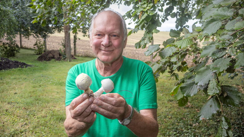 Pilzberater Dieter Kunadt hat bereits die ersten Anis-Champignons entdeckt.