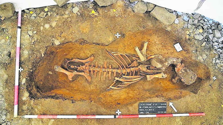 Die Überreste eines jungen Bullen aus dem 13. Jahrhundert entdeckten Archäologen in Jablonne. Was es mit ihm auf sich hat, ist noch zu klären.