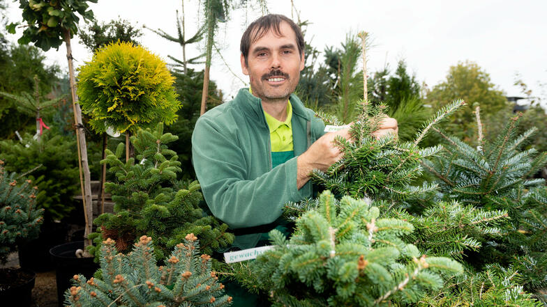 Gärtner Thomas Klaus zeigt eine Koreatanne bei der Baumschule Sämann in Bautzen. Der Familienbetrieb will seine Preise für Weihnachtsbäume nicht erhöhen, aber andere Anbieter planen das.