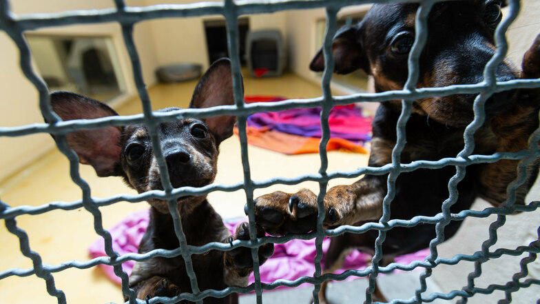 Die kleinen Welpen sind zwei geschmuggelte Hundebabys, die jetzt im Freitaler Tierheim wohnen.