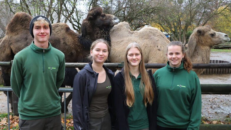 Berufsorientierung im Zoo Dresden: Bei Kattas und Kamelen