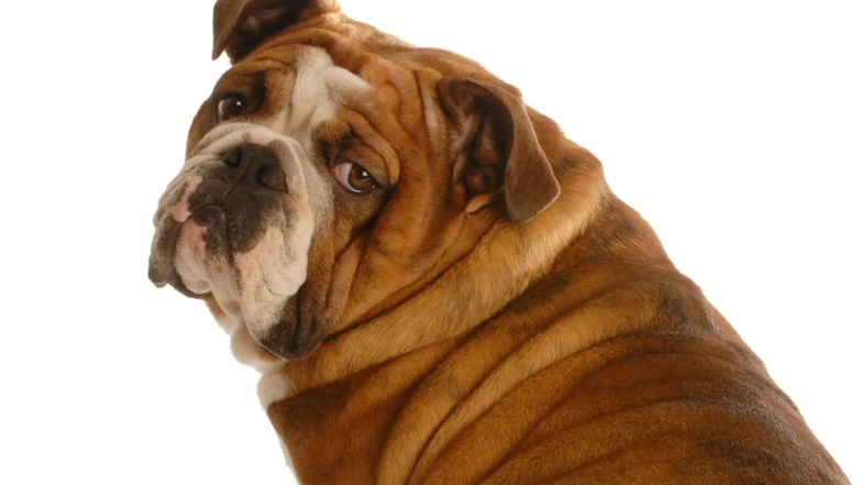 Zu fette Hunde leben zwei Jahre kürzer