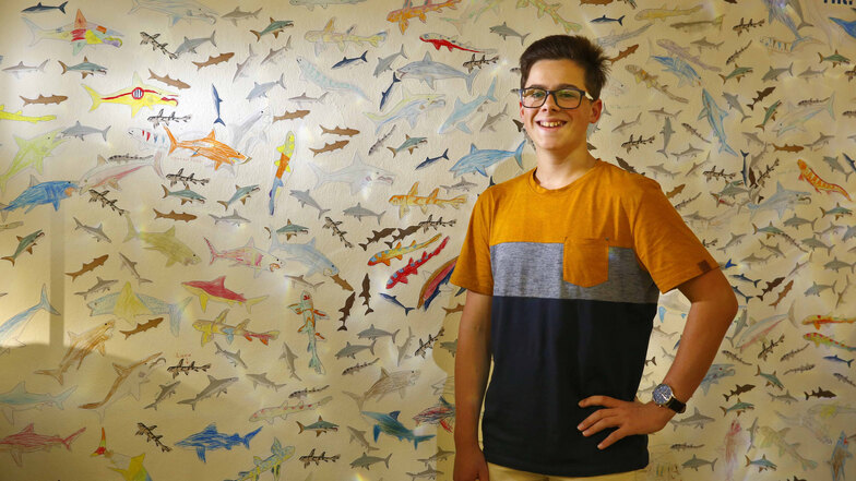 Von der Möglichkeit, im Museum ein Wandbild mit Haien zu füllen, ist Marvin Pögelt begeistert. Der 14-jährige Lessingschüler ist Jugendredakteur der SZ Lokalredaktion in Kamenz und absolviert derzeit ein Ferienpraktikum. Er hat diesen Artikel geschrieben.