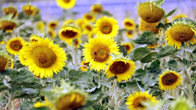 Lieblingsorte und -motive in und um Meißen gesucht: Wer malt die schönsten Sonnenblumen?