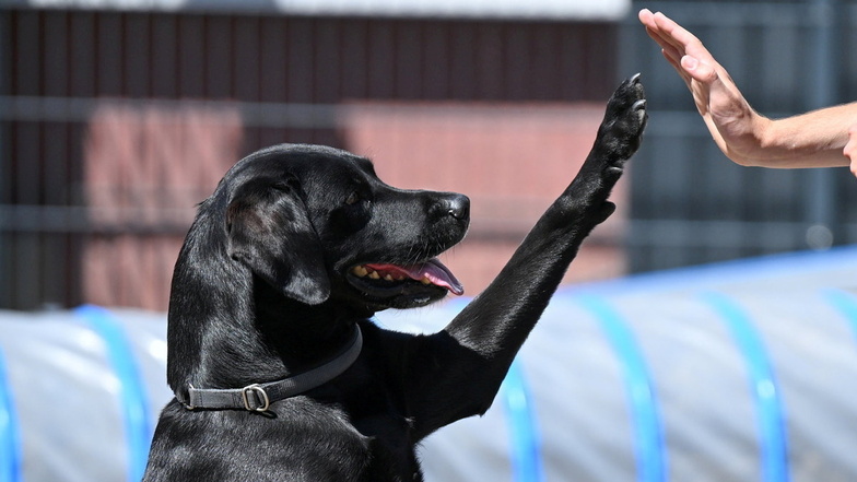 Ein schwarzer Labrador wurde am Donnerstag in Bautzen von Polizisten aus einem parkenden Auto befreit.