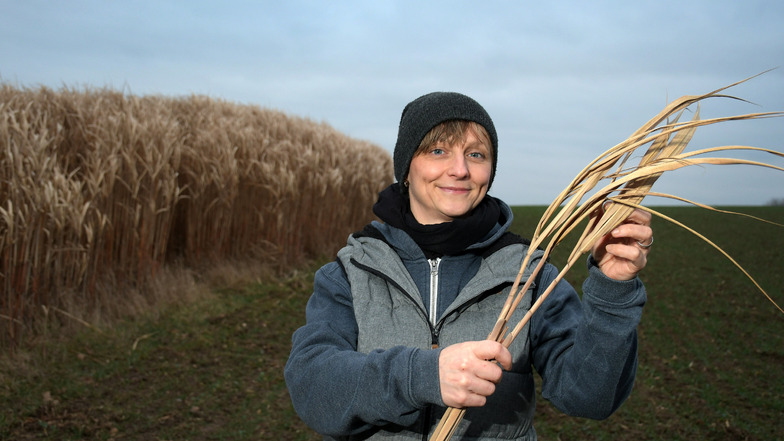Diana Berger-Schmidt zeigt eine Miscanthus-Pflanze. Im Frühjahr, wenn der Frost durch ist, wird das Feld mit dem Maishäcksler abgeerntet. Gelagert wird das Erntegut in einer großen Scheune.