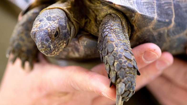 Polizei sucht nach Schildkröten-Besitzer