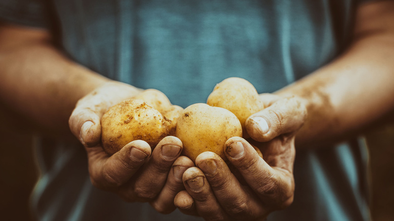 Organic vegetables. Farmers hands with freshly harvested vegetables. Fresh bio potatoes