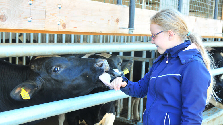 Mit der Kuh auf du und du: Marie (12) aus Tauscha kennt die Dobraer Milchviehanlage schon durch Besuche in ihrer Kita-Zeit.
