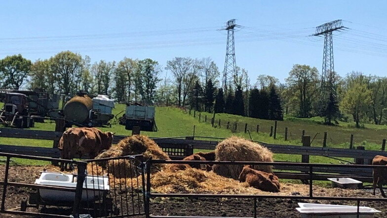 Die Seifersdorfer Rinder am Brückenweg standen am 9. Mai offensichtlich in einem engen Gehege, neben dem ehemaligen Gehege, aber nicht mehr auf der grünen Weide.